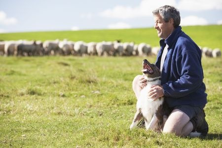 Natural sheep wool home insulation Sheeps wool home insulation