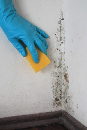 home insulation prevents mould